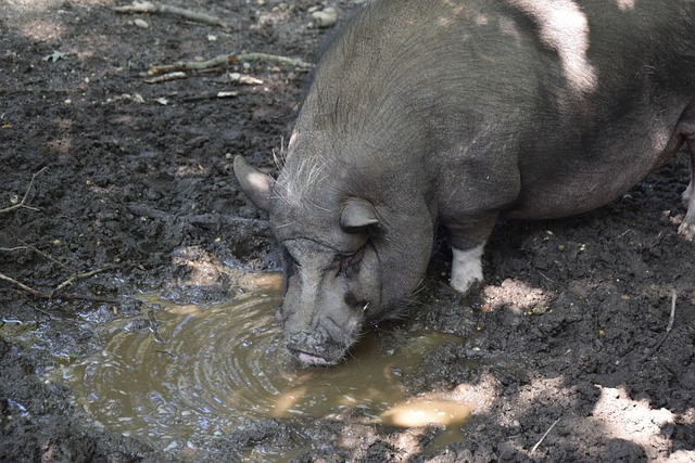 的转会决定 的转会决定