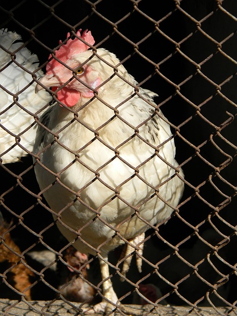 作为复旦大 作为复旦大