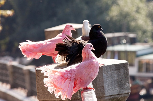 帷幕的亚冬 帷幕的亚冬